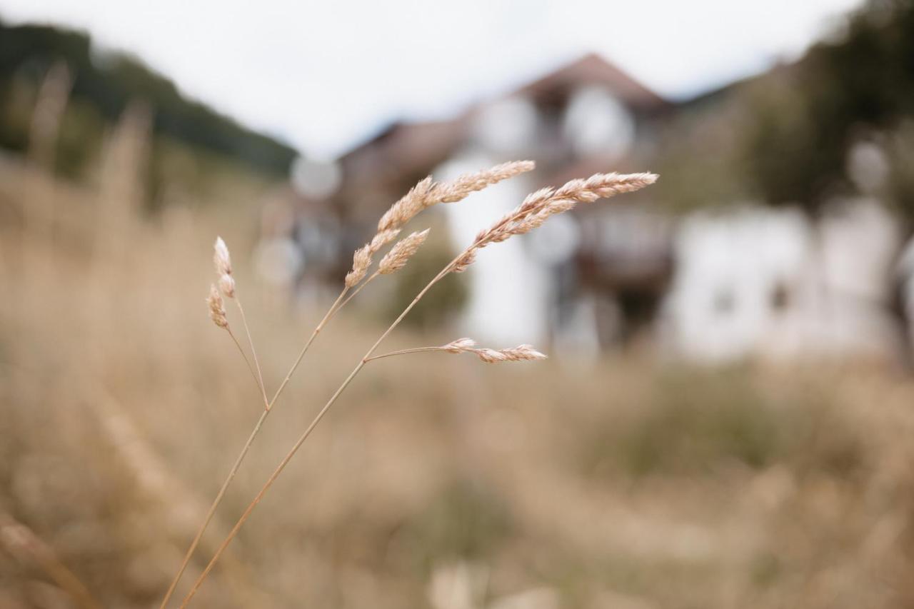 Winter-Nest Apartment Todtnau Exterior foto